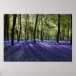 Evening Blubells Posters