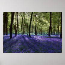 Evening Blubells Posters