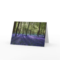 Evening Bluebells