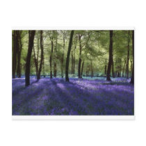 Evening Bluebells