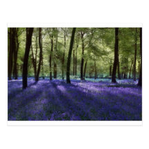 Evening Bluebells Postcards
