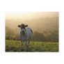 Evening Cow Postcard