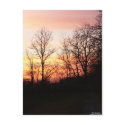 Evening Glory Postcard
