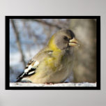 Evening Grosbeak posters