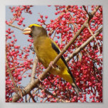 Evening Grosbeak Poster
