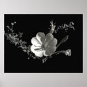 evening primrose_36x posters