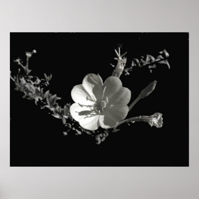 evening primrose_36x posters by Vaughnfu