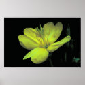 Evening Primrose posters