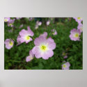 Evening Primrose posters
