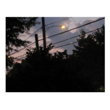 Evening Silhouettes Postcard