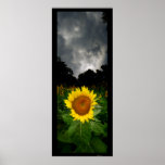 Evening Storm Poster