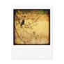Evening Walk (white) Postcards