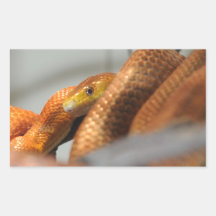 Everglades Rat Snake Sticker