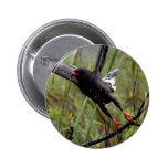 Everglades Snail Kite #1 pin
