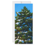 Evergreen in Winter rack cards