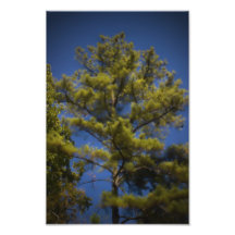 Evergreen Wall Art Print Photo Art