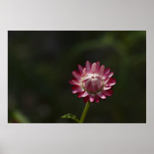 Everlasting Bud Poster