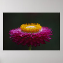 Everlasting Flower Close Up Poster