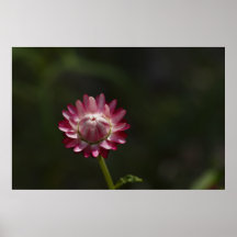 Everlasting Flower in Bud Poster
