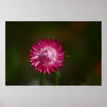 Everlasting Flower Opening Poster