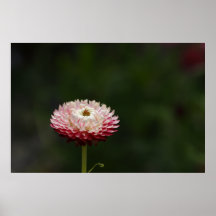 Everlasting Flower Poster
