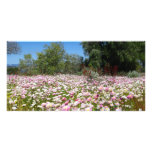 Everlasting Flowers photo cards