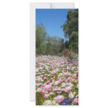 Everlasting Flowers rack cards