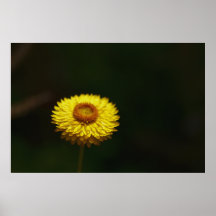 Everlasting Yellow Flower Poster