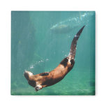 Everybody Otter Have Shiny Bubbles Magnets