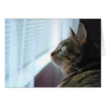 Evey the Kitty contemplates outside Greeting Cards