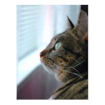 Evey the Kitty contemplates outside Post Card
