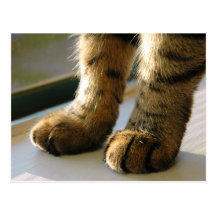 Evey's Paws Postcard