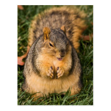 Evil Squirrel Post Card