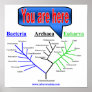 Evolutionary Tree