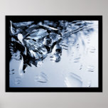 evvie posters