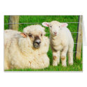 Ewe and Lamb cards