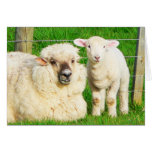 Ewe and Lamb cards