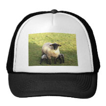Ewe and lambs hats