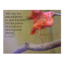 Exercising Ibis Postcard