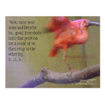Exercising Ibis Postcard