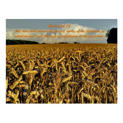 Exodus 34:22 And thou shalt observe the feast of w Postcards