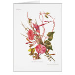 Exogonium purga (Ipomoea purga) cards