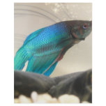 Exotic Betta Fish Closeup flyers