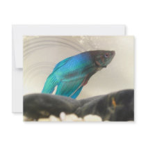 Exotic Betta Fish Closeup