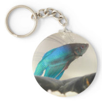 Exotic Betta Fish Closeup