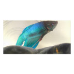 Exotic Betta Fish Closeup photo cards