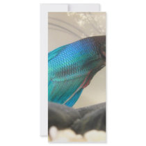 Exotic Betta Fish Closeup