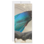 Exotic Betta Fish Closeup rack cards