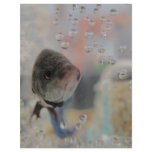 Exotic Betta Fish Looking At me flyers