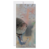 Exotic Betta Fish Looking At me Rack Card Design
